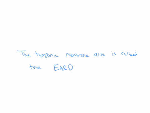 the-tympanic-membrane-also-is-called-the-hammer-eardrum-anvil-stirrup