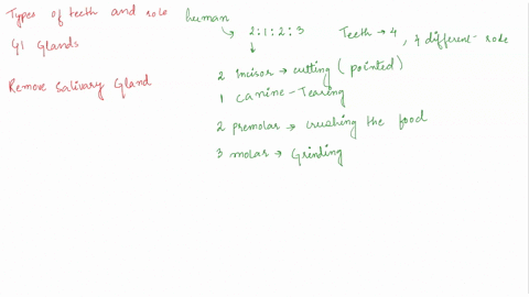 list-each-type-of-tooth-how-do-they-function-during-mastication-05-list-the-accessory-and-primary-structures-ofthe-gi-tract-why-would-accessory-structures-not-be-classified-as-primary-organs-86204