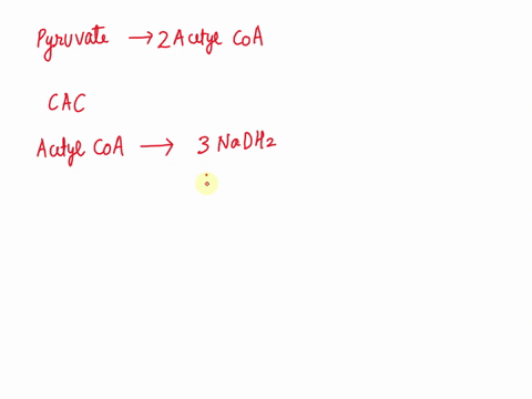 calculate-how-many-moles-of-atp-can-be-produced-on-full-oxidation-of-pyruvate-02706