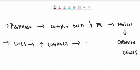 how-does-chromatin-condense-into-chromosomes-56507