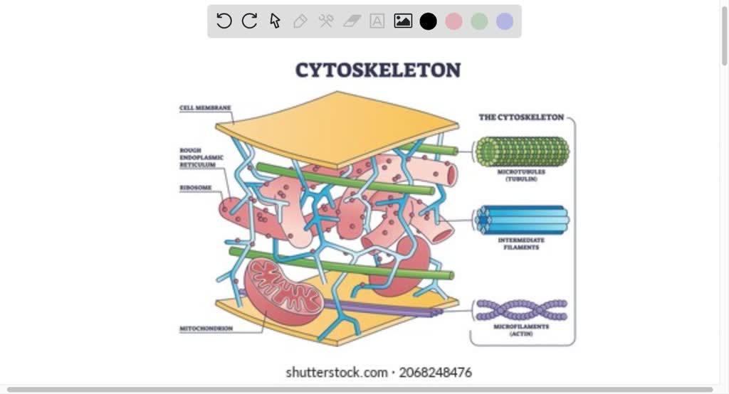 SOLVED: Cells can be composed of multiple parts and organelles, each ...