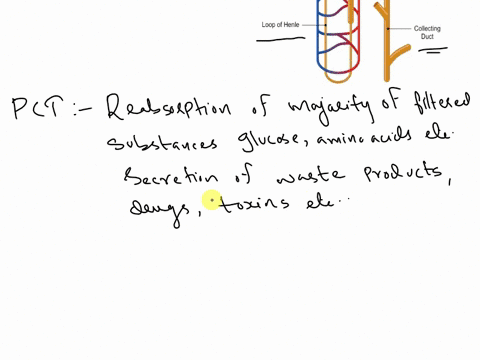 indicate-the-functions-of-the-proximal-convoluted-tubule-the-loop-of-henle-the-distal-convoluted-tubule-and-the-collecting-ducts-and-how-is-the-fluid-passes-through-each-one-64396