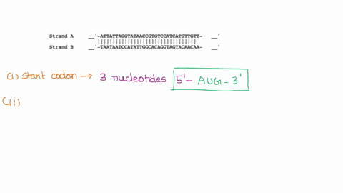the-following-sequence-of-nucleotide-pairs-correspond-to-the-5-end-the-beginning-of-the-budhead-geng-from-hydra-vulgaris-and-codes-for-amino-ncids-of-the-budhead-protein-strand-attattaggtata-98842