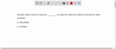 5-somatic-motor-neurons-must-be-________-to-relax-the-external-urethral-sphincter-to-allow-urination-09422