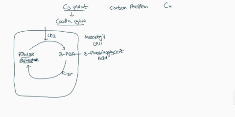 how-does-the-process-of-carbon-fixation-in-mathrmc_3-plants-differ-from-that-in-mathrmc_4-plants-12004