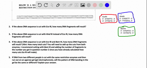 below-is-segment-of-dna-which-will-be-cut-with-various-restriction-enzymes-ccattcgatgaattctacggatccttactaagcttggcgccccaggatccattcgaccta-ggtaagctacttaagatgcctaggaatgattcgaaccgcggggtcctaggtaag-27614