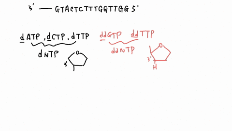 11_-the-following-dna-fragment-was-sequenced-by-the-sanger-method-the-asterick-indicates-fluorescent-label-at-the-5-end-of-the-primer-5-oh-gtactctttggttgg-5-a-sample-of-the-dna-was-reacted-w-82506