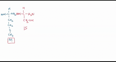 draw-the-molecular-structure-for-the-pentapeptide-m-s-q-r-w-label-the-n-and-c-termini-01602