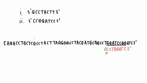 pcr-primers-5gcctactt3-and-ii-ccggatcc-3-aggcctgctcgcctacttaagggcctacgatgcagcctggatccggatcg-which-primer-would-bind-the-above-strand-wherc-would-the-primer-bind_-please-underlinc-the-bases-y-04516