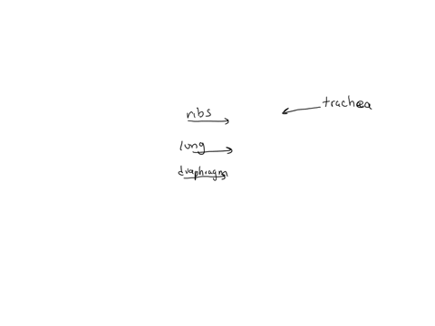 biology-its-due-today-pls-help-travels-to-the-alveoli-label-the-diagram-below-then-add-arrows-to-show-how-air-99424