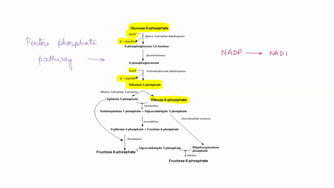 question-which-of-these-is-not-produced-by-the-pentose-phosphate-pathway-nadh-b-pentoses-like-ribose-s-phosphate-c-glucose-6-phosphate-d-nadph-70418