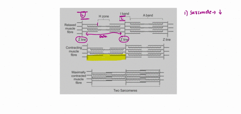 which-of-the-following-statements-does-not-accurately-describe-muscle-contraction-a-during-muscle-co-92265