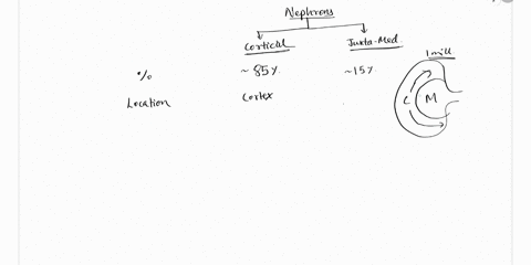 use-the-table-to-match-the-letter-with-their-correct-fill-in-below-cortical-juxtamedullary-nephron-nephron-what-percentage-of-the-a-b-kidney-do-theymake-up-renal-corpuscle-location-short-or-81034