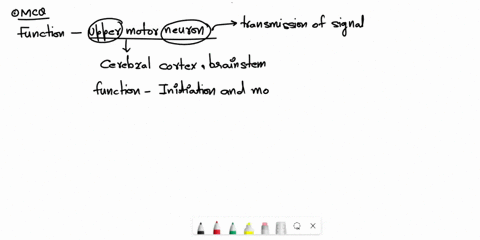 question11-the-function-of-upper-motor-neurons-is-to-oadirecly-excite-skeletal-muscle-cells-by-making-synaptic-contact-bexcite-or-inhibit-skeletal-muscle-cells-cexcite-or-inhibit-lower-motor-93977