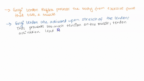 question-32-which-of-the-following-is-not-true-regarding-the-golgi-tendon-organ-reflex-the-sensory-receptor-is-the-golgi-tendon-organ-the-neural-circuit-includes-an-interneuron-that-inhibits-64283
