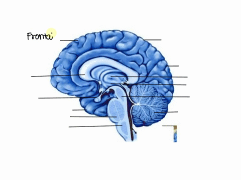 activity-one-nervous-system-and-special-sensesplease-identify-and-label-the-following-skeletal-muscles-listed-below-brainfigure-141142-pages-5095h-cerebrum-frontal-lobe-parictal-lobe-tempora-56095