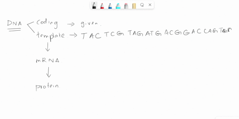 shown-below-is-the-sequence-of-a-coding-strand-of-dna-with-no-introns-present-atgagcatctactgcctggtcactaagtag-3-determine-the-sequence-of-the-corresponding-template-strand-the-mrna-transcript-72184