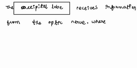 question20-which-cerebral-lobe-receives-information-from-the-optic-nerve-corpuscallosum-postcentral-gyrus-occipitat-oprecentralgyrus-44687