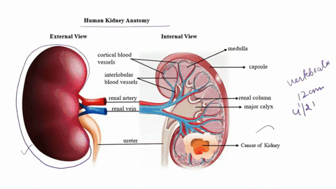 describe-the-external-structure-of-the-kidney-internal-structure-draw-a-diagram-of-the-longitudinal-section-through-the-kidney-and-label-the-structures-72345