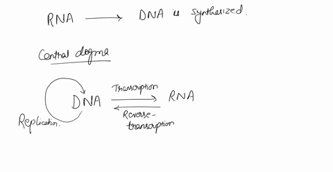 a-dna-gene-synthesized-from-an-rna-template-is-________-a-reverse-transcriptase-b-complementary-dna-20024