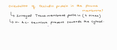 tight-junctions-form-epithelial-barriers-and-separate-the-cell-surface-to-apical-and-basal-surface-below-is-a-schematic-of-occludin-tight-junction-protein-embeded-in-the-plasma-membrane-this-40002
