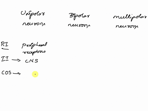 with-respect-to-the-three-structural-types-of-neurons-unipolar-bipolar-multipolar-state-which-parts-of-each-type-of-neuron-receive-information-which-parts-integrate-information-and-which-par-36627