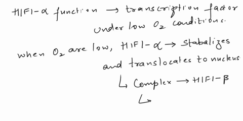 cell-biology-physiology-please-help-urgent-1-which-of-the-following-is-true-about-the-protein-hif1-choose-all-that-apply-a-it-does-not-undergo-hydroxylation-when-oxygen-levels-are-low-b-it-i-35975