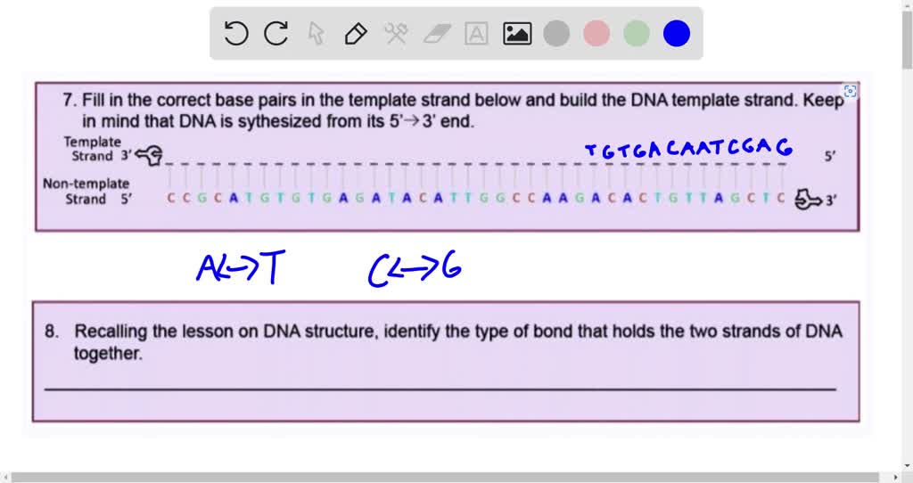 SOLVED: 7. Fill in the correct base pairs in the template strand below ...
