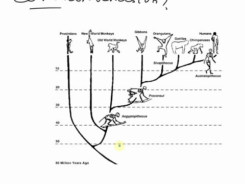 what-does-it-mean-to-say-that-humans-and-chimpanzees-have-a-common-ancestor-a-chimpanzees-evolved-from-humans-b-humans-evolved-from-chimpanzees-c-both-humans-and-chimpanzees-evolved-from-the-64606