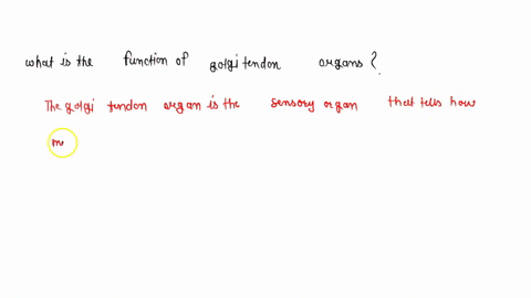what-is-the-function-of-golgi-tendon-organs-2-95388