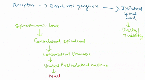 cns-spinal-cord-lab-activity-9-ncuronal-pathways-pravide-the-word-that-best-fits-each-blank-word-bank-contralateral-cortlcospinal-indiroct-madulla-oblonguta-primary-motor-pyramidal-receptor-40907