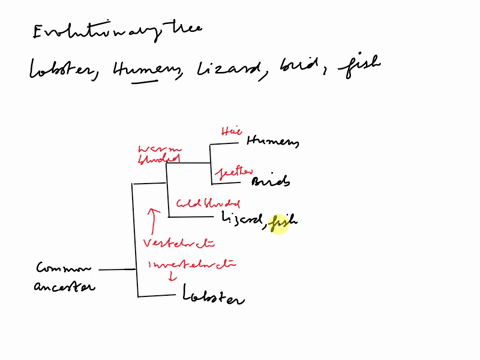 evolutionary-tree-represent-the-evolutionary-relationship-among-a-group-of-organisms-that-are-believed-to-have-a-common-ancestor-for-the-first-question-i-want-you-to-imagine-you-have-a-group-52067