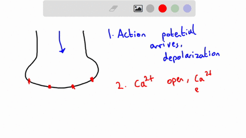when-serotonin-blocks-potassium-channels-on-the-presynaptic-terminal-what-is-the-effect-on-transmiss-91493