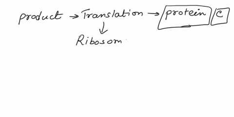 what-is-the-product-end-result-of-translation-a-mrna-b-ribosomes-c-proteins-d-dna-31116