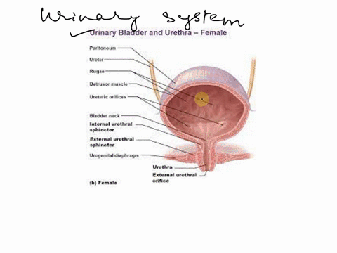 ureter-ureteric-orifices-peritoneum-urinary-bladder-rugae-detrusor-muscle-trigone-urethra-internal-urethral-sphincter-external-urethral-sphincter-urogenital-diaphragm-185fema-42054