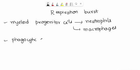 35which-of-the-following-does-not-happen-during-a-respiratory-burst-aacidification-bactivation-of-ph-dependent-digestive-lysosomal-enzymes-cdecreased-oxygen-uptake-and-consumption-d-producti-87224