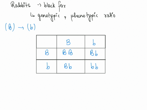 in-rabbits-black-fur-is-dominant-to-white-fur-what-is-the-punnett-square-for-two-heterozygous-black-rabbits-and-what-is-the-genotypic-and-phenotypic-ration-50792