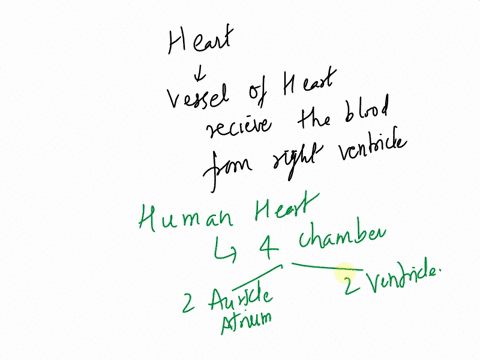 which-vessels-of-the-heart-receives-blood-from-the-right-ventricle-group-of-answer-choices-aorta-pulmonary-trunk-venae-cavae-pulmonary-veins-16705