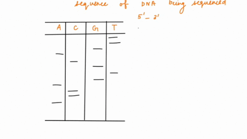 the-following-is-an-image-of-a-sanger-sequencing-gel-based-on-this-gel-what-is-the-sequence-of-the-dna-being-sequenced-please-write-it-in-5-to-3-direction-only-use-letters-a-c-g-twith-no-spa-27243