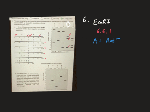the-agarose-gel-at-the-right-shows-the-pattern-of-bands-obtained-when-particular-fragment-of-double-stranded-dna-is-digested-completion-with-the-restriction-enzymes-shown_-which-of-the-six-r-44829