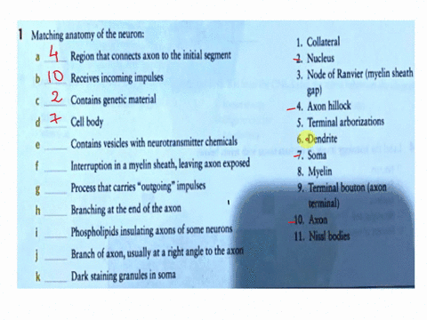 7-nervous-system-part-a-nervous-tissue-exercise-learning-about-nervous-tissue-71-1-matching-anatomy-of-the-neuron-a-region-that-connects-axon-to-the-initial-segment-b-receives-incoming-impul-79468
