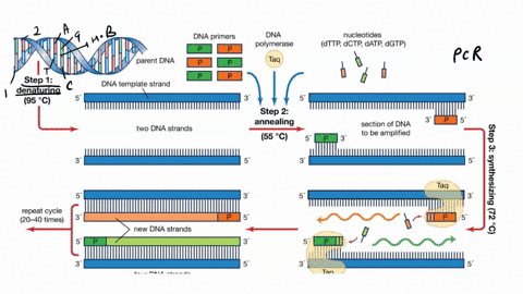 what-process-is-the-fastest-way-to-produce-copies-of-dna-20298