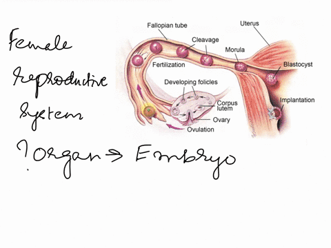 in-which-female-reproductive-organ-does-the-embryo-get-embedded-ncert-class-viii-science-main-course-book-chapter-9-reproduction-in-animals-01703
