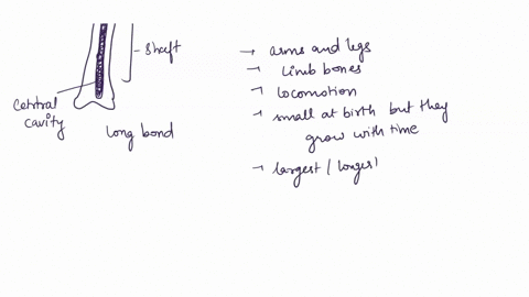 the-long-bones-of-our-arms-and-legs-are-strong-and-can-resist-both-compressional-and-bending-forces-79409