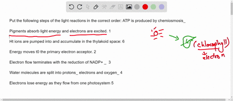 put-the-following-steps-of-the-light-reactions-in-the-correct-order-atp-is-produced-by-chemiosmosis_-pigments-absorb-light-energy-and-electrons-are-excited-ht-ions-are-pumped-into-and-accumu-29584