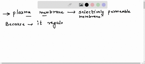 why-plasma-membrane-is-called-selectivkey-permeable-membrane-how-is-it-different-from-cell-wall-94398