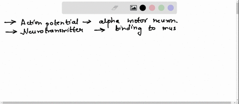 8-beginning-with-an-action-potential-in-an-alpha-motor-neuron-describe-the-sequence-of-events-that-leads-to-the-shortening-of-a-muscle-fiber-be-detailed-and-describe-in-detail-in-your-own-wo-61363
