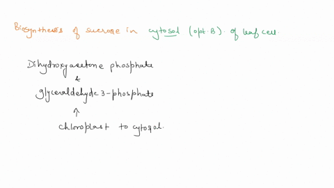 85-biosynthesis-of-sucrose-occurs-in-the-a-thylakoid-lumen-b-cytosol-c-vacuole-d-stroma-e-chloroplast-intermembrane-space-73105