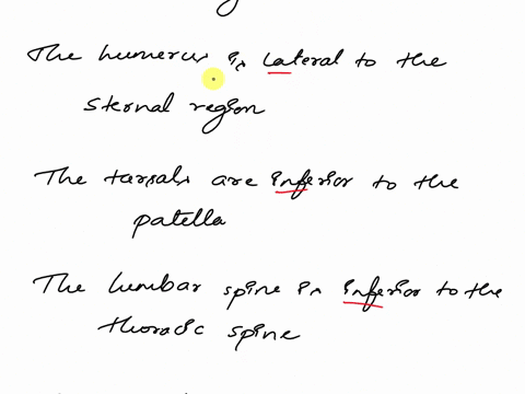 i-need-help-please-12-the-occiput-is__-to-the-nose-13-the-popliteal-region-is__-to-the-femur-14-the-umbilicus-is__-to-the-vertebral-region-15-the-humerus-is__-to-the-sternal-region-16-the-ta-05063