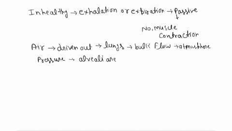 label-the-muscles-involved-in-respiration-2-pts-exturnal-intercostals-internal-nteroc-abdominals-diaphragm-06883